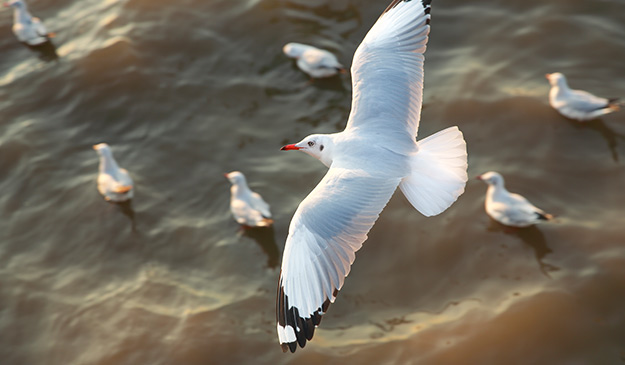 上海水产集团是利用国际渔业资源，以远洋捕捞及水产品贸易